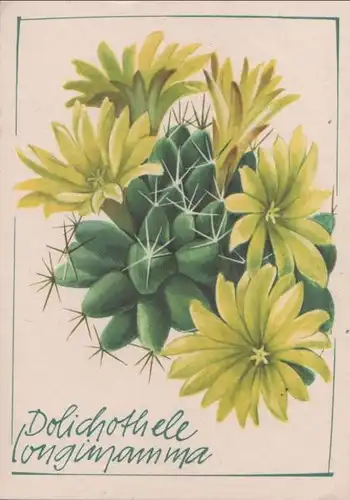 Dolichothele longimamma Kaktus
