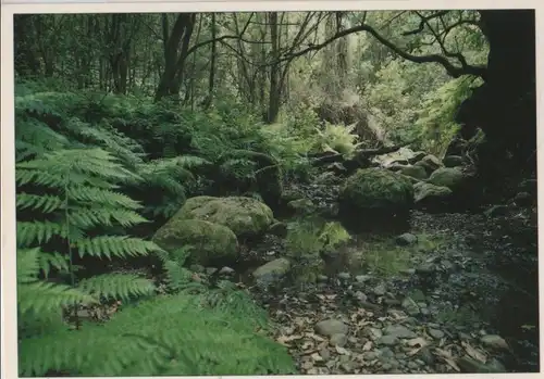 Wald - 1991