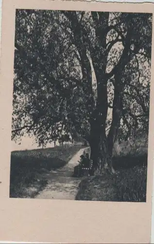 Bank mit Wanderern unter Baum - ca. 1955