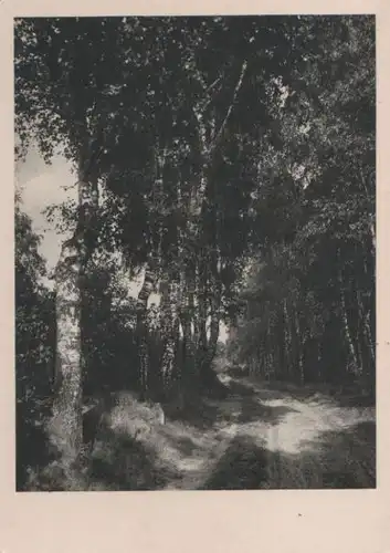 Birken am Waldweg