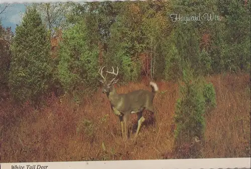 USA - USA - Hayward - White Tail Deer - ca. 1975