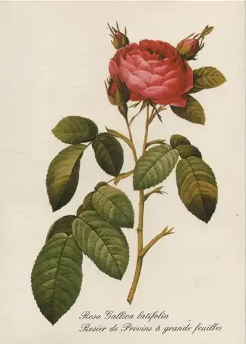 Rose Rosa Gallica latifolia