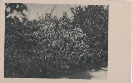 Blühender Busch in der Sonne - ca. 1955