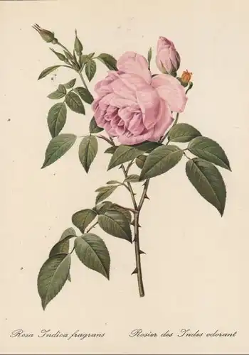 Rosa Indica fragrans blühend