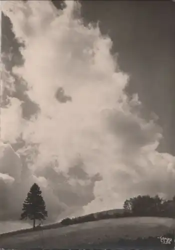 Einzelner Baum unter Wolken - ca. 1950