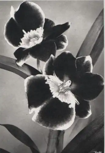 Blumen schwarzweiß