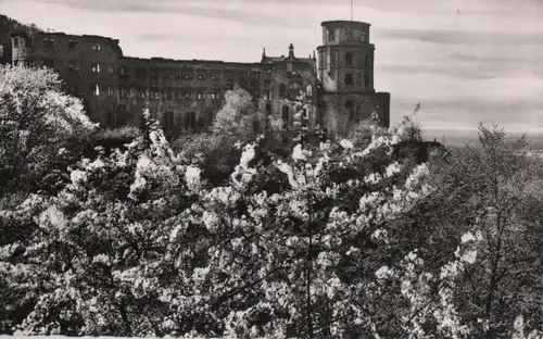 Heidelberg - Schloß in der Blüte - ca. 1960