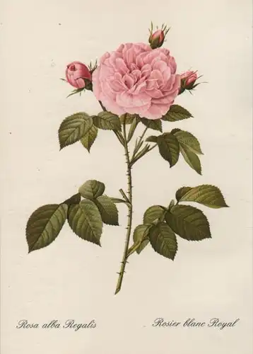 Rosa alba Regalis blühend