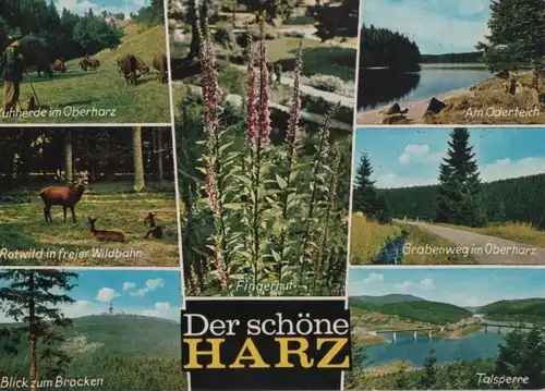 Harz - u.a. Kuhherde im Oberharz - 1980