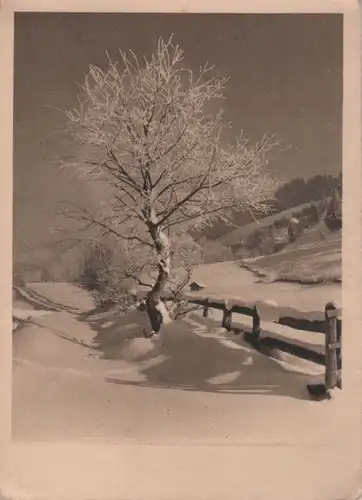 krummer Baum im Schnee