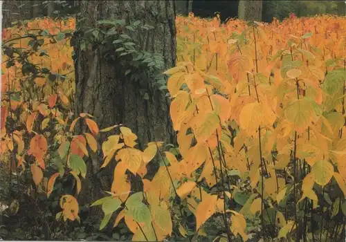 Pflanzen mit gelben Blättern