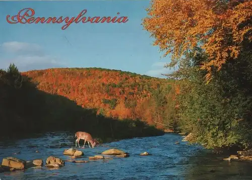 USA - USA - Pennsylvania - Whitetail buck - ca. 1980