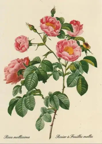 Rosa mollissima blühend