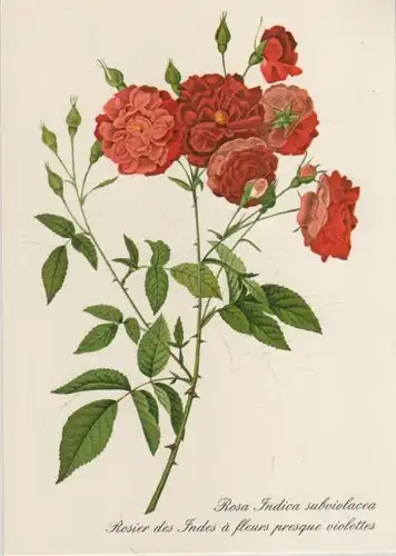 Rosa Indica subviolacea blühend