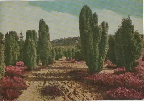 Lüneburger Heide - Totengrund - ca. 1970