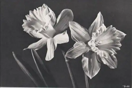 schwarzweißes Bild zwei Blüten