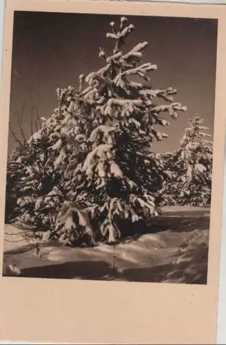 Winter Nadelbaum