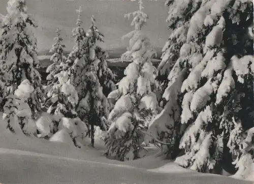 Winterwald mit Schnee