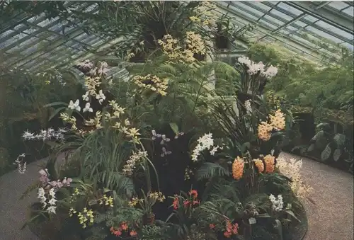 Frankfurt Main - Palmengarten - Orchideen-Haus