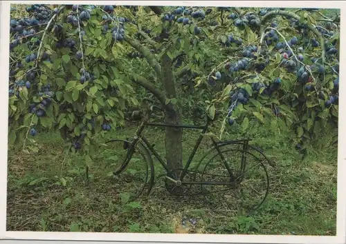 Fahrrad an Baum gelehnt