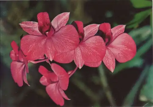 Dendrobium phalaenopsis blühend