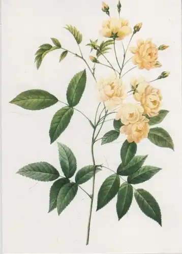 Rosa Banksianae blühend