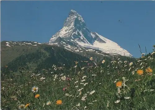 Schweiz - Zermatt - Schweiz - Blumenwiese am Matterhorn