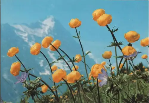 Trollblume im Gebirge
