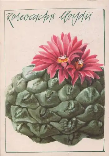 Roseocactus lloydii Mexiko