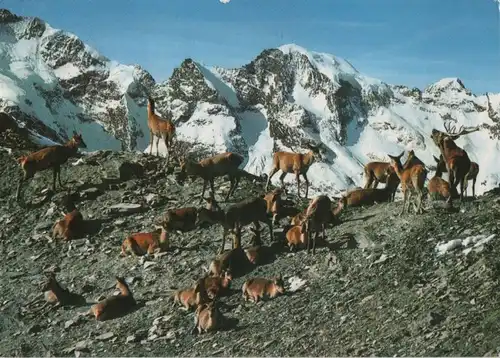 Schweiz - Schweiz - Alpen - Rothirsche - 1981