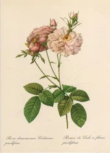 Rosa damascena Celsiana prolifera blühend