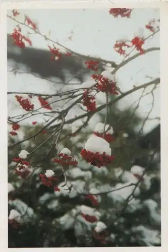 Blüten unter Schnee