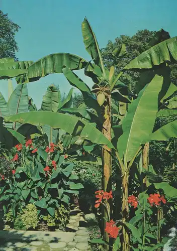 Mainau - Bananenstaude - 1993