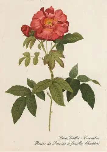 Rosa Gallica Caerulea blühend
