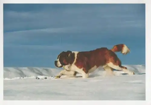 Bernahrdiner im Schnee - 2004