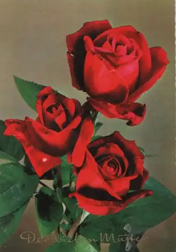 Der lieben Mutter Rosen