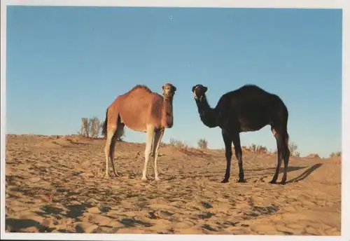 Tunesien - Tunesien - Tunesien - Kamele - ca. 2000