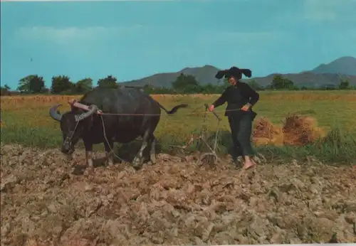 China - China - Hong Kong - Peasant woman and buffalo - ca. 1980