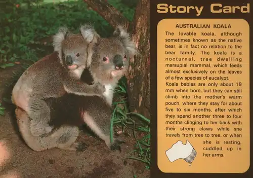 Australien - Australien (Sonstiges) - Australien - Koalas, Story Card