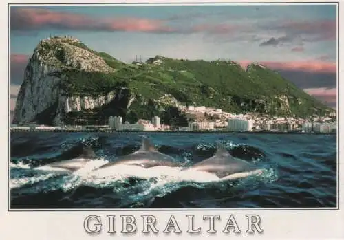 Großbritannien - Gibraltar - Großbritannien - Delfine