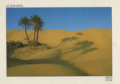 Tunesien - Sahara - Tunesien - Palmen