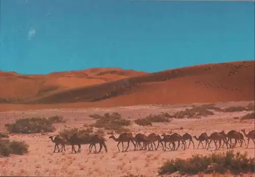 Marokko - Marokko - Sahara - Caravanne de Chameaux - ca. 1975