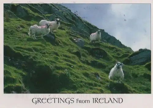 Irland - Irland - Sonstiges - Schafe - 2013