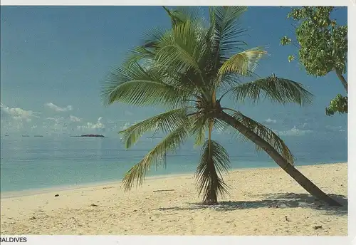 Malediven - Malediven (Gesamt) - Malediven - Palme am Strand