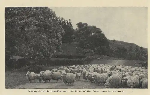 Neuseeland - Neuseeland - Neuseeland - Droving sheep