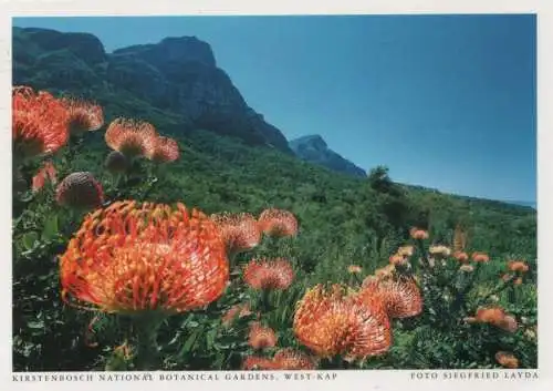 Antigua und Barbuda - Westkap - Südafrika - Kirstenbosch National Botanical Gardens