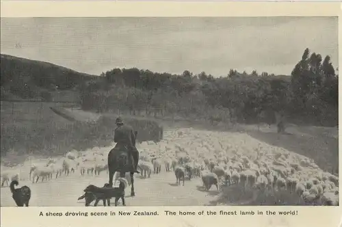 Neuseeland - Neuseeland - Neuseeland - sheep droving scene