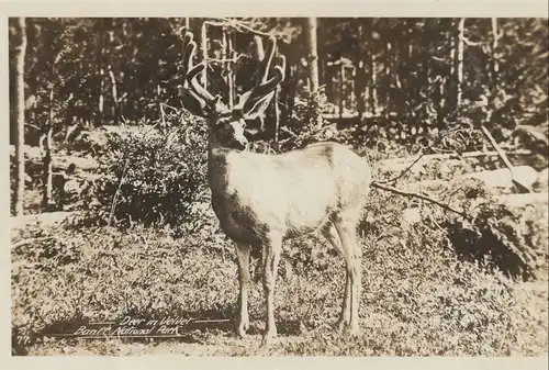 Kanada - Kanada - Kanada - Deer in Velvet PP National Park