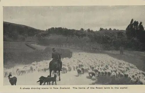 Neuseeland - Neuseeland - Neuseeland - Sheep droving scene