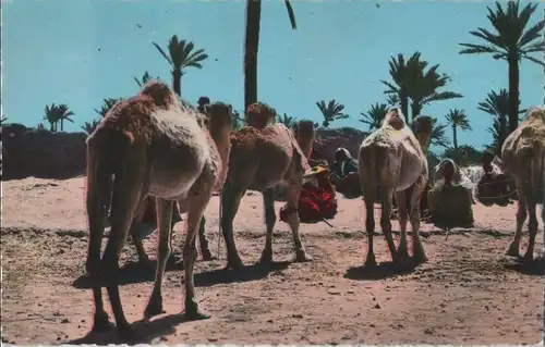 Tunesien - Djerba - Tunesien - Kamele